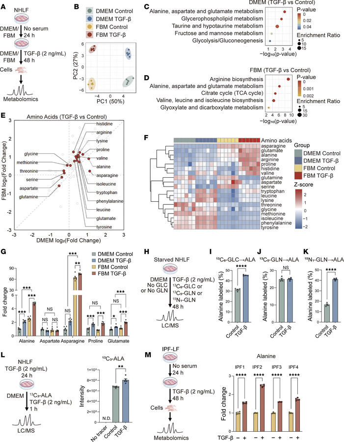 Increased intracellular alanine levels during myofibroblast differentiat...