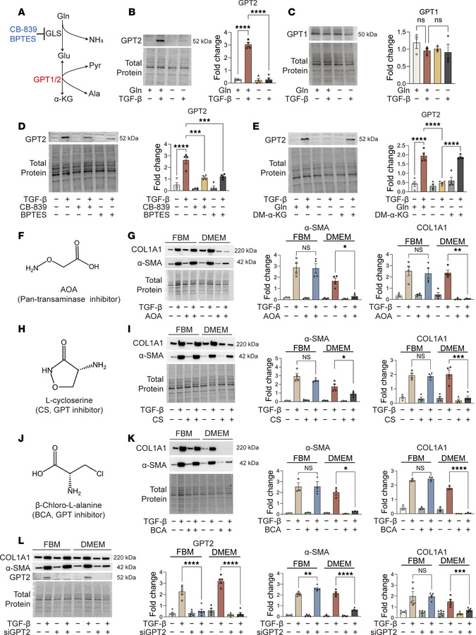 Glutamine promotes TGF-β–induced GPT2 expression to support myofibroblas...