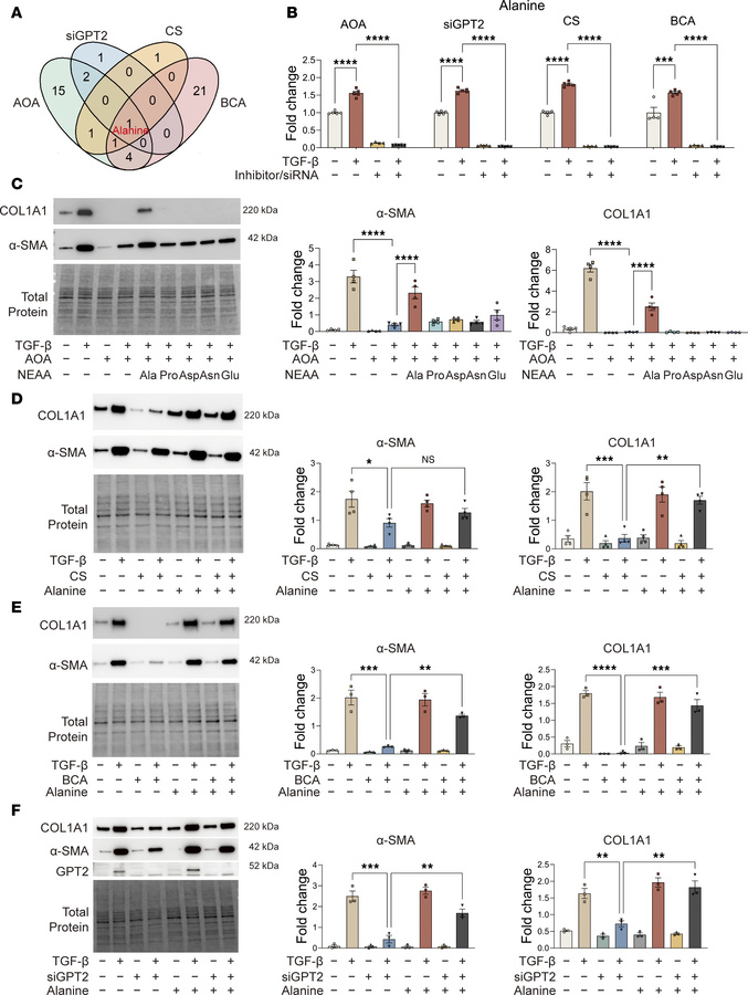 Alanine is essential for myofibroblast differentiation.
(A) Venn diagram...