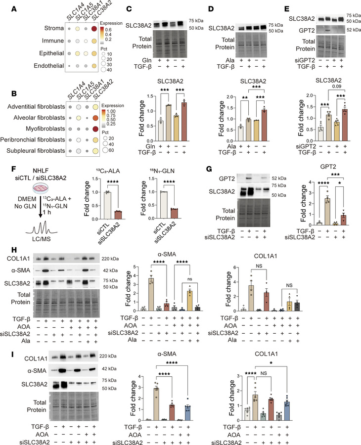 SLC38A2 mediates alanine uptake and myofibroblast differentiation.
(A) N...