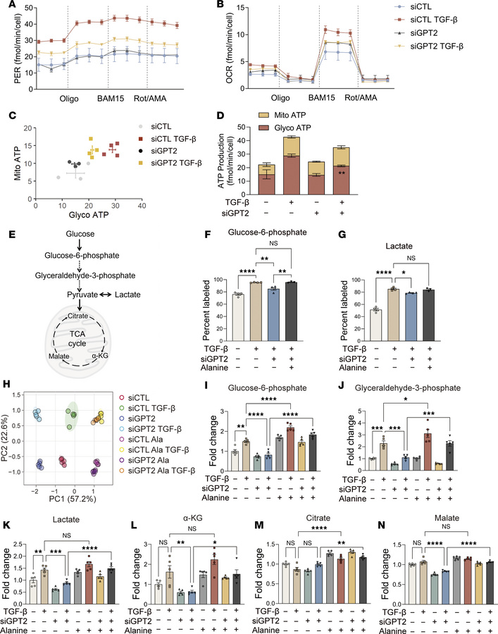 Alanine deficiency reprograms myofibroblast metabolism.
(A and B) Proton...