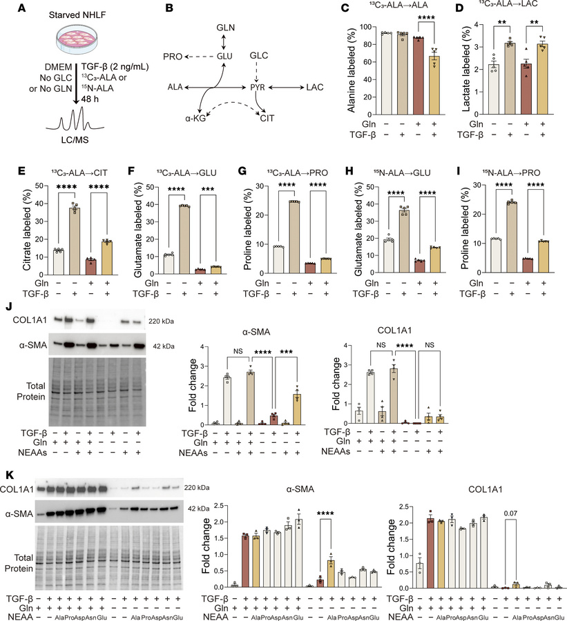 Alanine sustains myofibroblast differentiation by compensating for gluta...