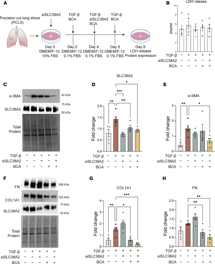Dual inhibition of alanine uptake and synthesis alleviates pulmonary fib...