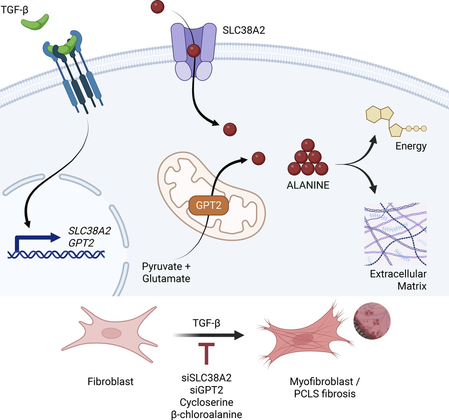 graphical abstract