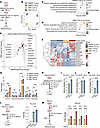 Increased intracellular alanine levels during myofibroblast differentiation