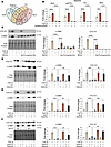 Alanine is essential for myofibroblast differentiation.