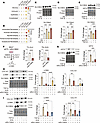 SLC38A2 mediates alanine uptake and myofibroblast differentiation.