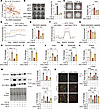SLC38A2 and GPT2 cooperatively promote TGF-β–induced fibrogenic responses.
