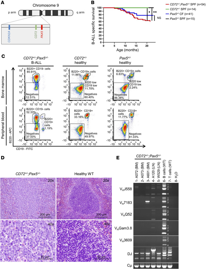 
Pax5 and Cd72 heterozygosity cooperate in driving B-ALL.
(A) Localizati...