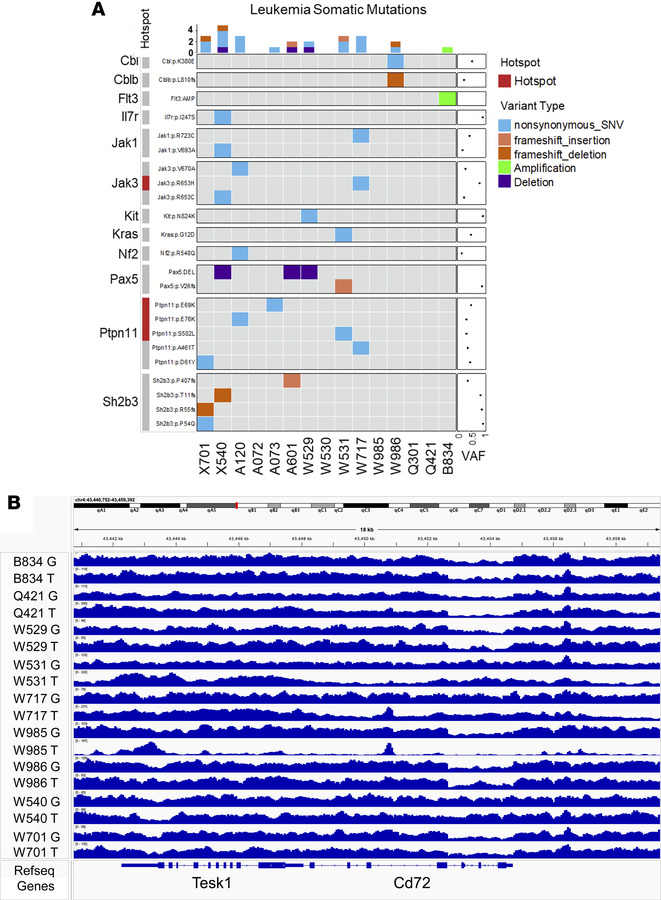 Genetic changes in B-ALL blasts from Cd72+/–;Pax5+/– mice.
(A) Whole-gen...