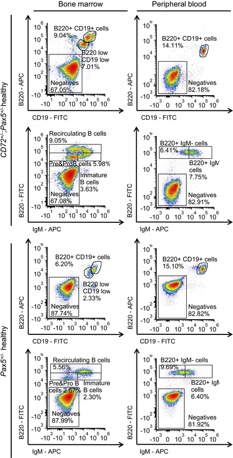 B cell differentiation of precursor B cells from Cd72+/–;Pax5+/– mice co...