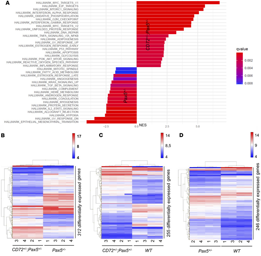 
CD72+/–;Pax5+/– preleukemic cells are distinct from Pax5+/– or WT pro-B...
