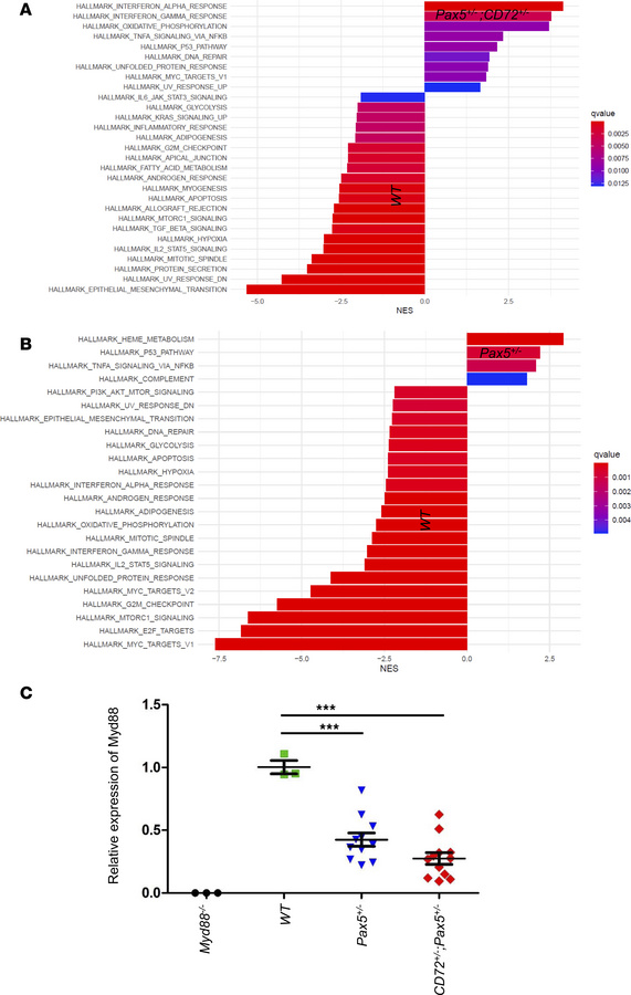 Pathways transcriptionally enriched in preleukemic CD72+/–;Pax5+/– and P...