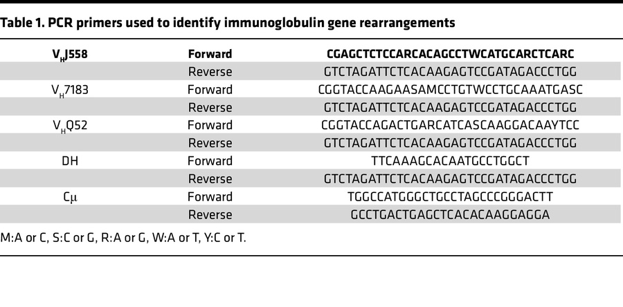 PCR primers used to identify immunoglobulin gene rearrangements
