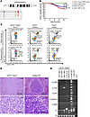 Pax5 and Cd72 heterozygosity cooperate in driving B-ALL.