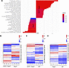 CD72+/–;Pax5+/– preleukemic cells are distinct from Pax5+/– or WT pro-B cel