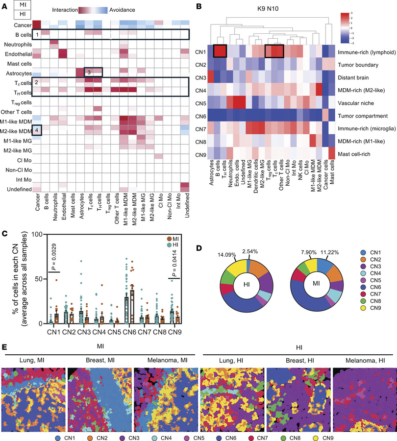 Spatial profiling reveals immune cell localization to the brain-tumor in...