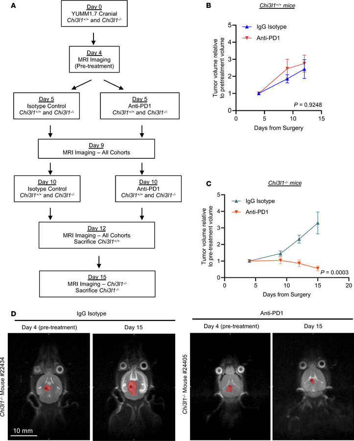 Genetic loss of Chi3l1 improves response to anti–PD-1 therapy.
(A) Schem...