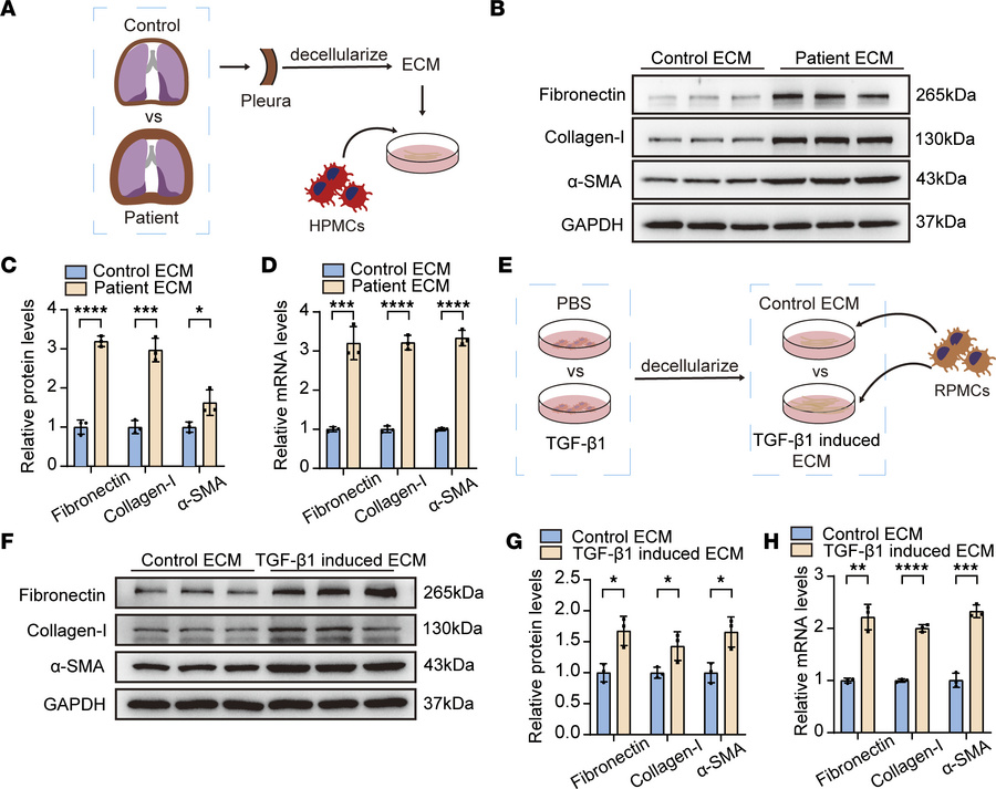 Fibrotic pleural ECM mediated profibrogenic phenotypes of PMCs.
(A) Diag...