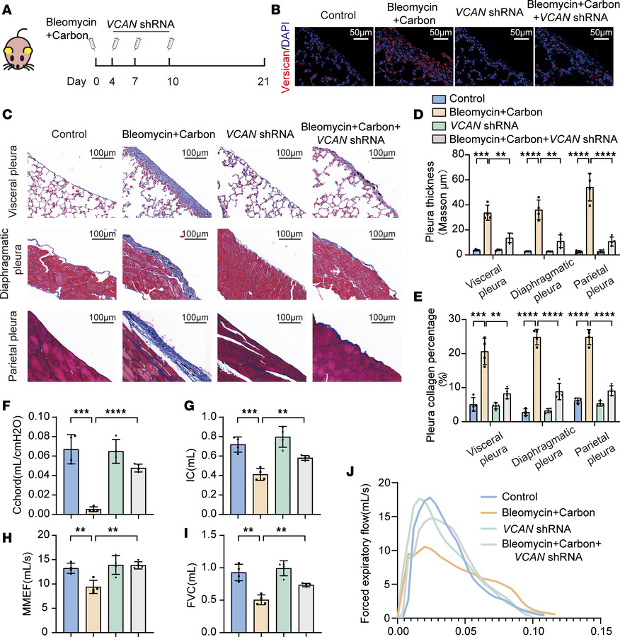 Versican mediated pleural fibrosis in vivo.
(A) Mouse pleural fibrosis m...