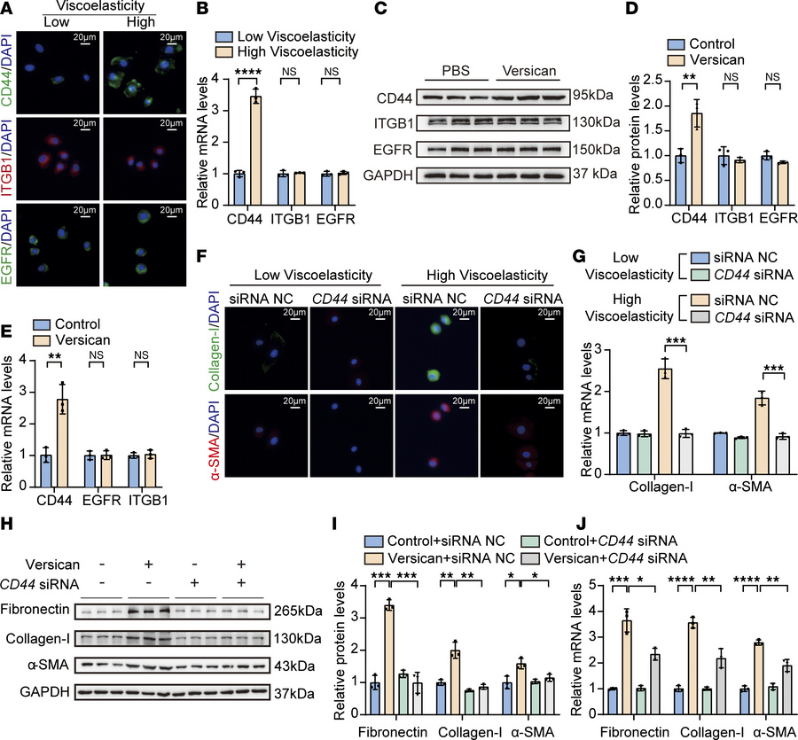 CD44 upregulated and mediated fibrotic phenotype in PMCs.
(A and B) PMCs...