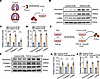 Fibrotic pleural ECM mediated profibrogenic phenotypes of PMCs.