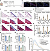 Versican mediated pleural fibrosis in vivo.