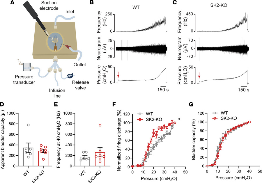 SK2 regulates bladder afferent firing.
Intravesical pressure and afferen...