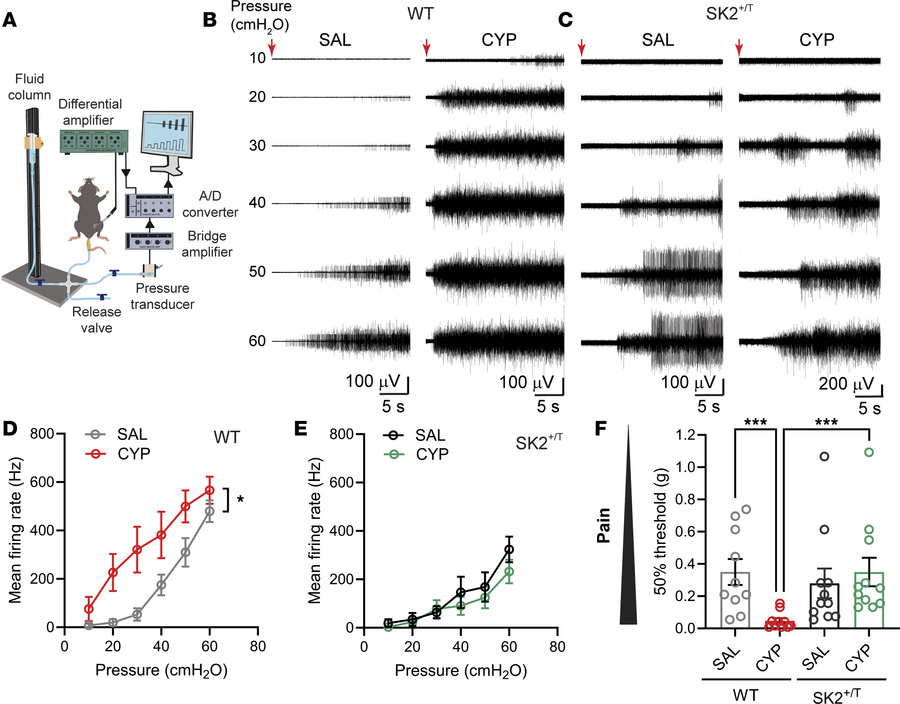 SK2 overexpression attenuates nociceptive responses in mice with chemica...