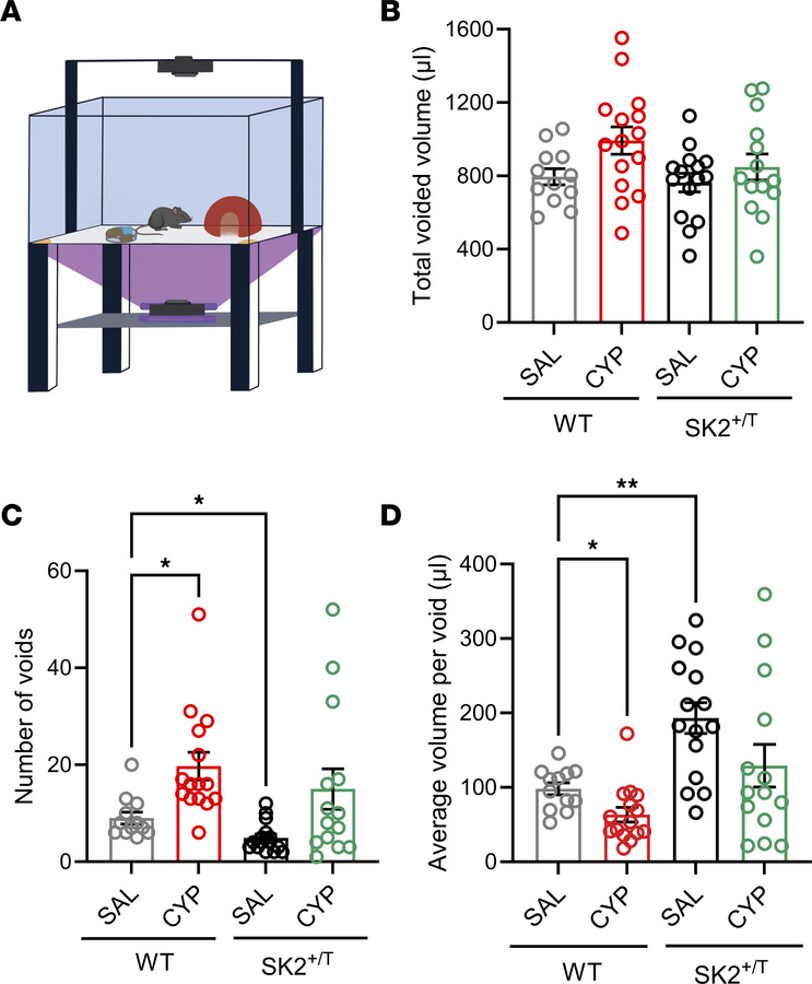 Voiding behavior of transgenic SK2 mice.
Voiding activity was evaluated ...