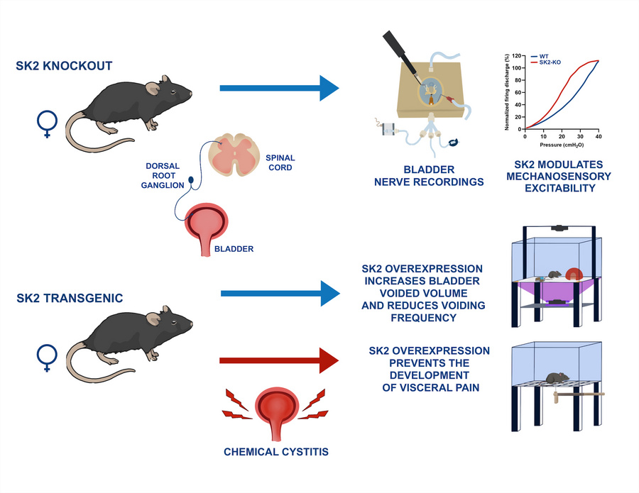 graphical abstract