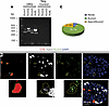 SK2 channels are expressed in bladder sensory neurons.
