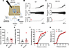 SK2 regulates bladder afferent firing.