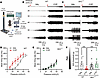 SK2 overexpression attenuates nociceptive responses in mice with chemical c