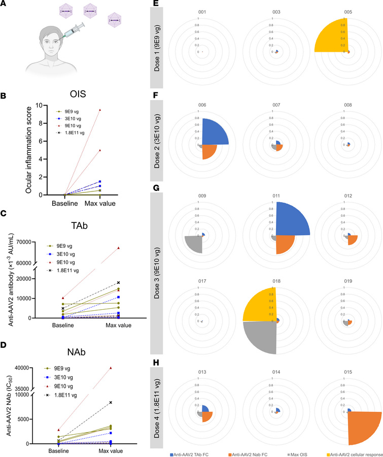 Interindividual variability of immune response is observed in the human ...