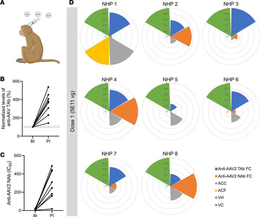 Interindividual variability of immune response is observed in the NHP mo...