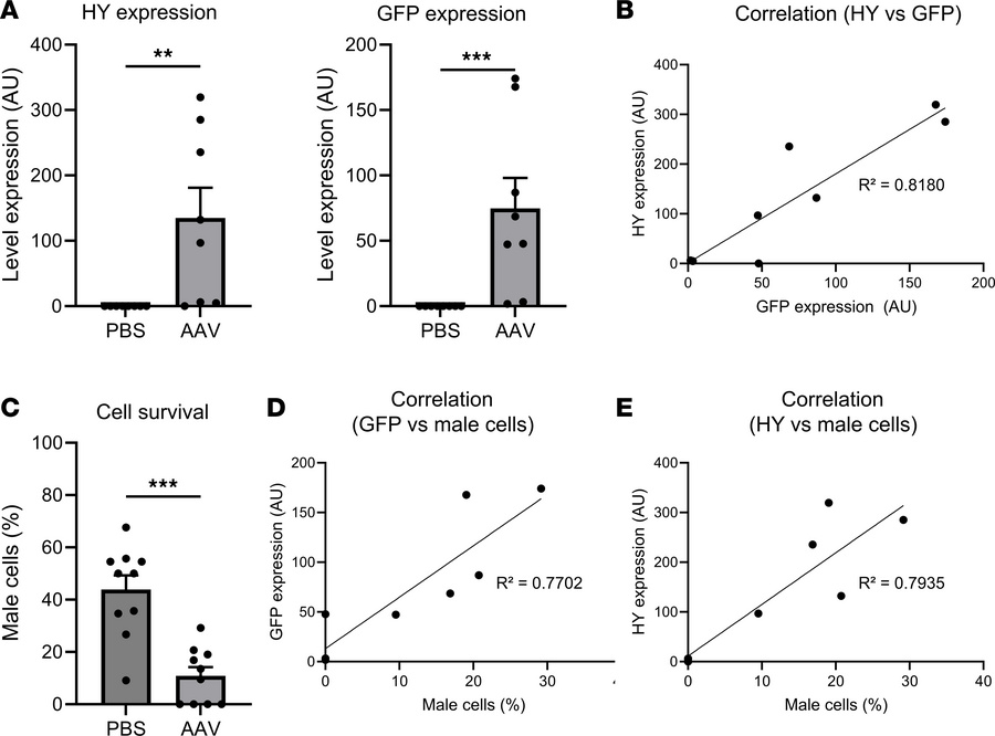 Local transgene expressions in the retina are correlated with cytotoxici...