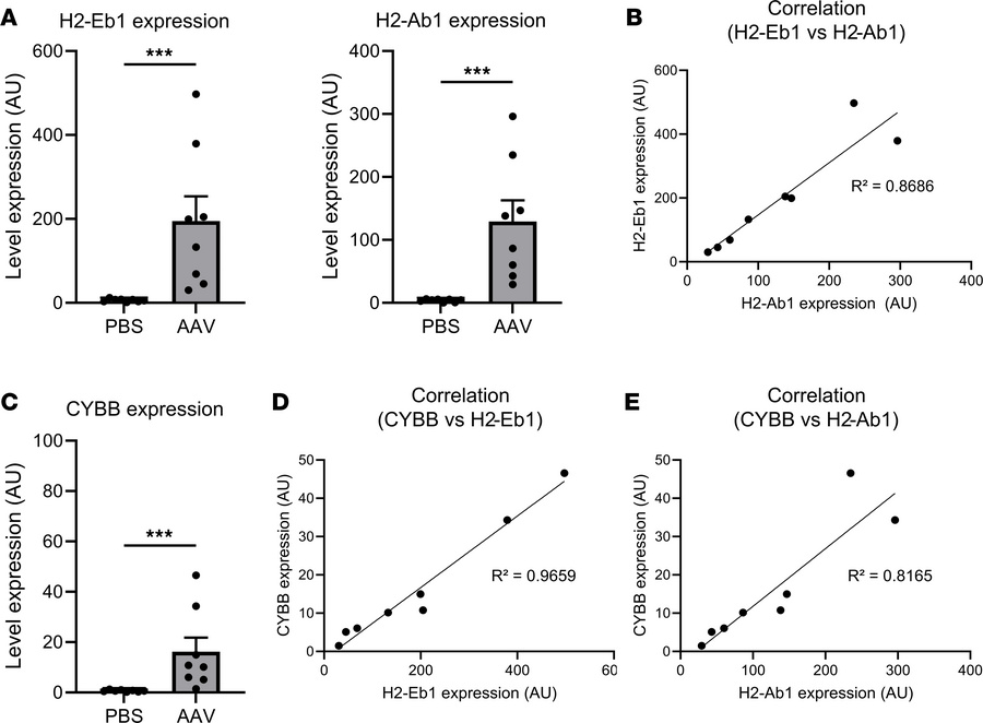 Local inflammation and correlated expressions between MHC II molecules a...