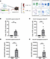 Systemic adaptive immune responses are induced after subretinal injections