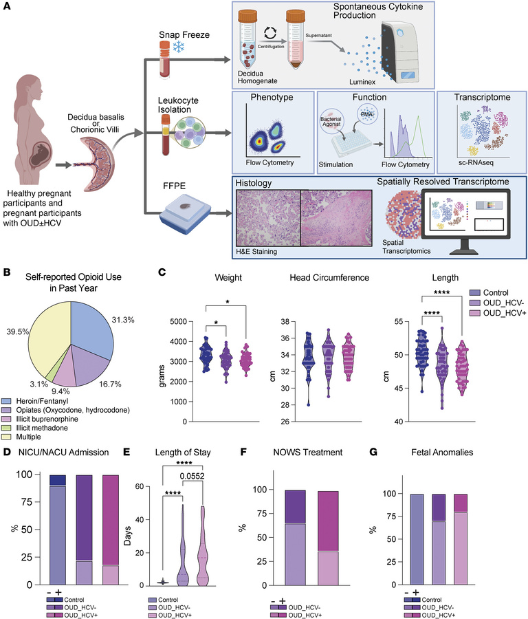 Maternal OUD±HCV leads to adverse maternal-fetal outcomes.
(A) Experimen...