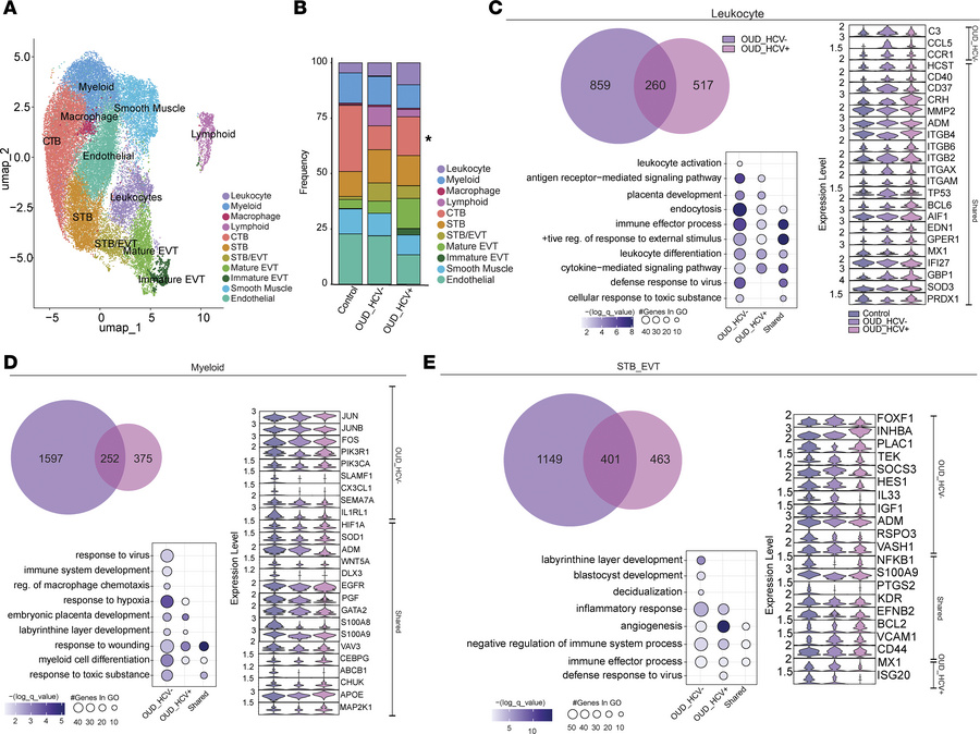 Maternal OUD±HCV alters the placental transcriptional profile on a spati...