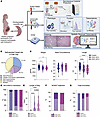Maternal OUD±HCV leads to adverse maternal-fetal outcomes.