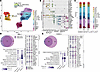 Maternal OUD±HCV rewires the transcriptional profiles of placental macropha