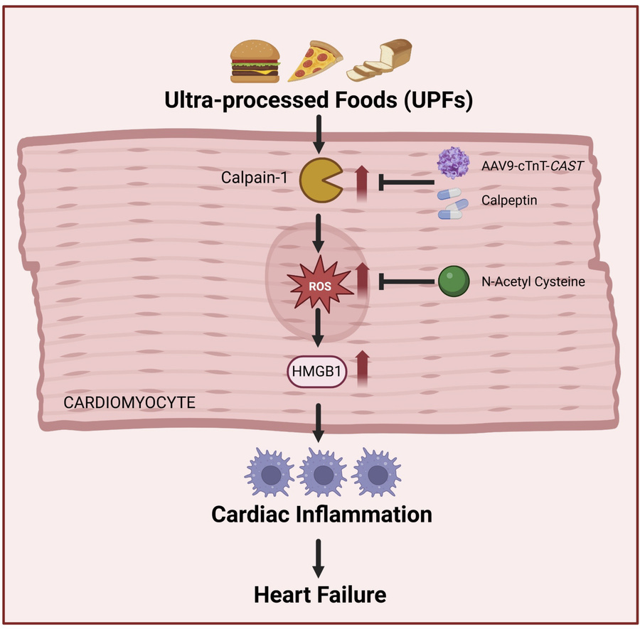 graphical abstract
