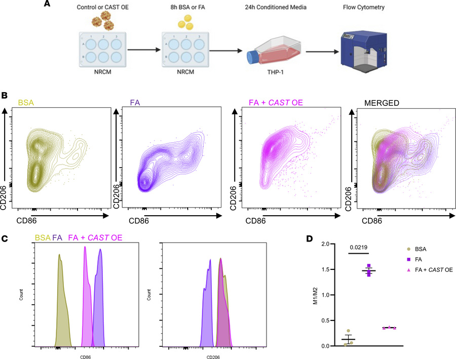 CAST overexpression (OE) in neonatal rat cardiomyocytes (NRCMs) reverses...
