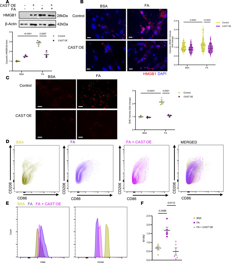CAST overexpression in human induced pluripotent stem cell–derived cardi...