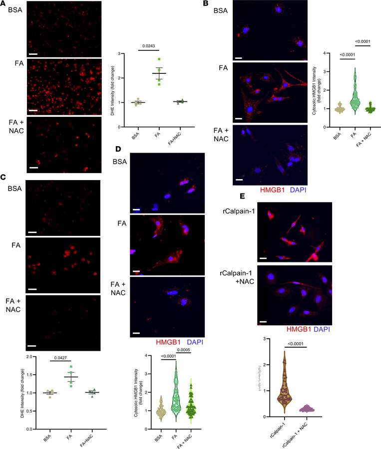 Inhibiting reactive oxygen species (ROS) reduces cytosolic HMGB1 in card...