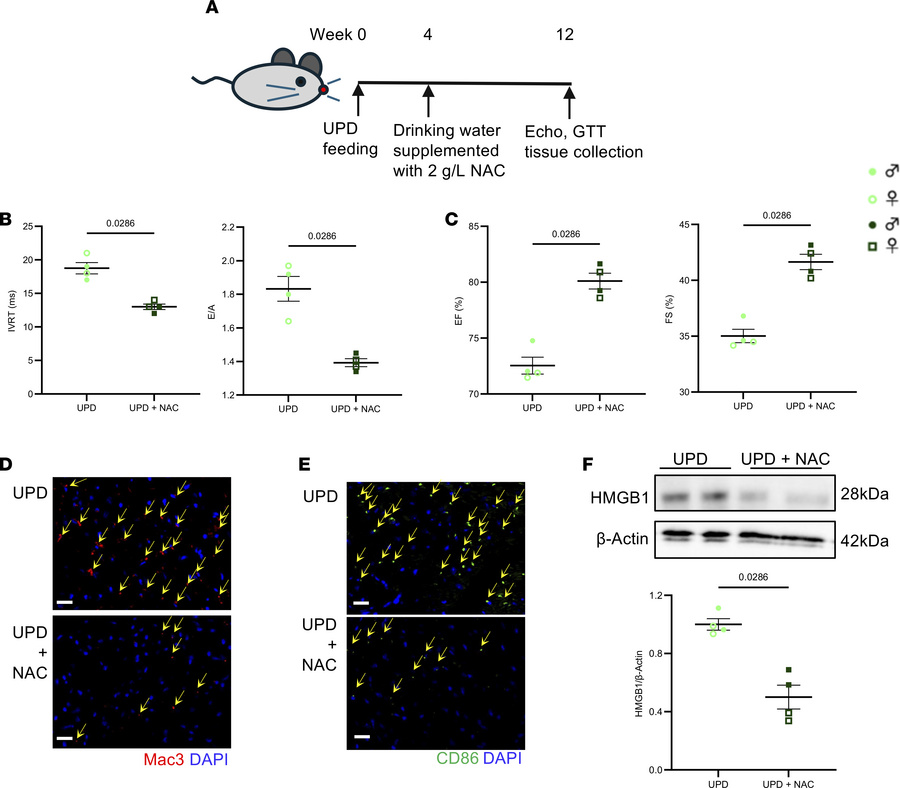 Pharmacological inhibitor of reactive oxygen species (ROS) reduces cardi...