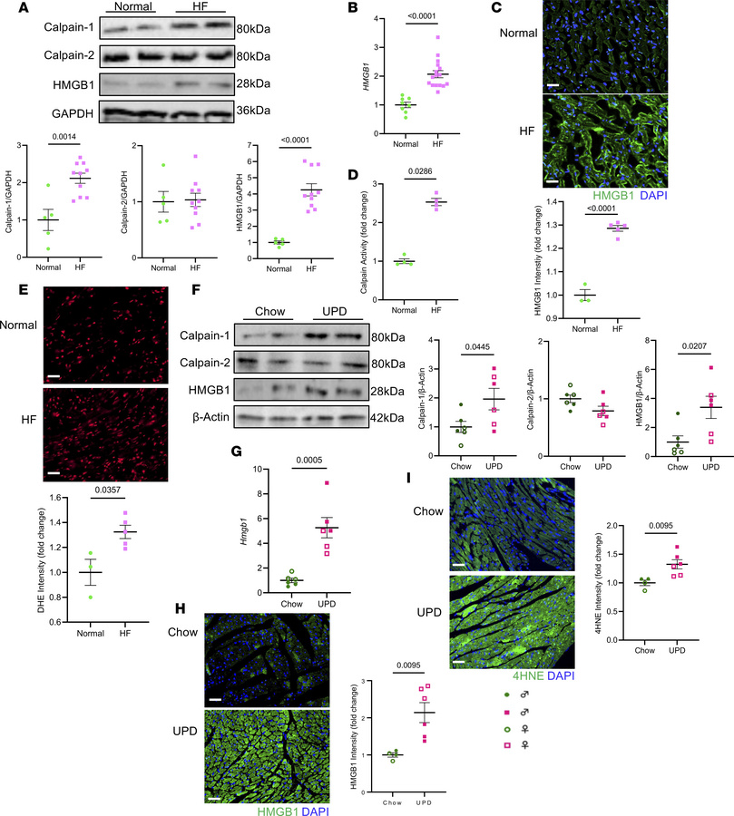 Oxidative stress is associated with increased cardiac HMGB1 and calpain-...