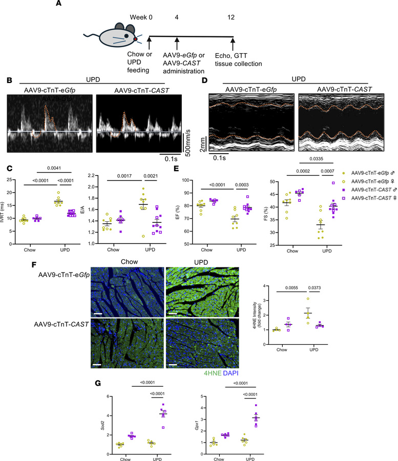 Cardiac-specific calpain inhibition reduces ultra-processed diet–induced...